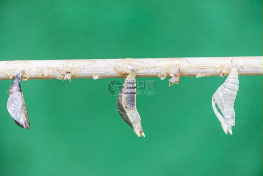 蛹昆虫形态以绿色背景附属于分支的幼崽图片