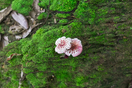 森林中的蘑菇毒菌树木八月图片