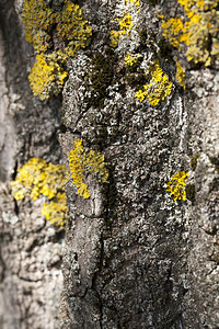 质地树桩干皮上覆盖着地衣和苔藓在大自然中特写苔藓地衣树皮生态系统图片