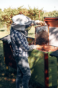 养蜂店的人从蜜和的窝中画出在梳子上真实的人情况动物健康自然图片