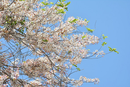 狂野喜马拉雅樱桃在蓝色天空背景的树枝上绽放绿色花叶子高清图片素材