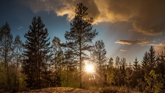 太阳环境日落时森林景观全树图片