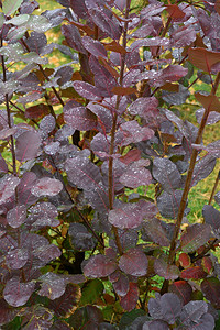 花园城市公下雨后秋天离开早晨植物群落下高清图片素材