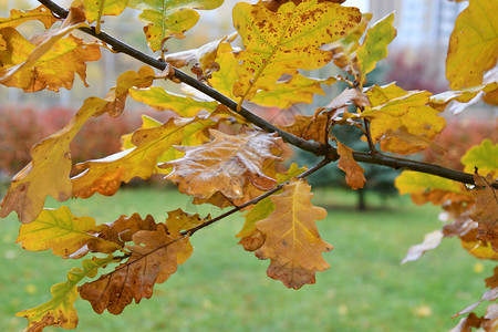 秋天的黄叶公园高清图片素材