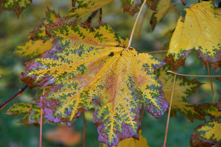 季节树叶木城市公园下雨后秋天离开木头高清图片素材