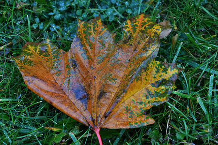 新鲜的蒙金城市公园下雨后秋天离开图片