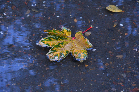 城市公园下雨后秋天离开丰富多彩的自然黄色花园高清图片素材