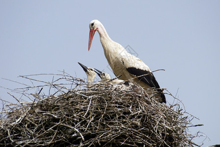 克罗地亚跨度鸟巢上的斯托克家族食物图片