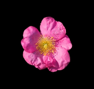 野玫瑰红粉色罗莎波萨或小狗盛开雌蕊者图片