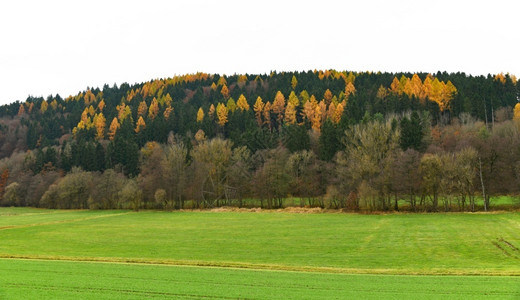 秋季的森林和草坪图片