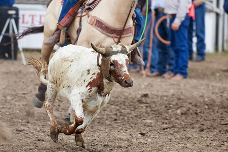骑着牛牧童一只小牛跑着而仔却想拉绳子在竞技场的球队骑马比赛中尝试白色的背景