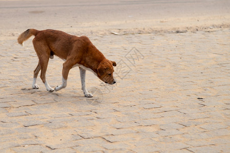 活力微小的睡眠马达加斯岛上的一只流浪狗马达加斯岛上的一只流浪狗图片