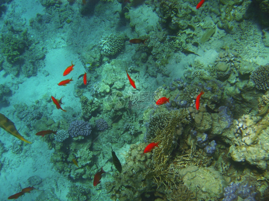 红色和蓝眼睛在海埃及底珊瑚礁上漂浮的小型热带异端鱼类红色的动物群绿图片