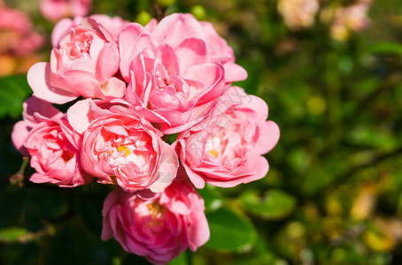 婴儿粉红玫瑰婴儿植物黑暗的将仙子玫瑰粉红在宏观特辑中一个美丽的花园玫瑰朵背景