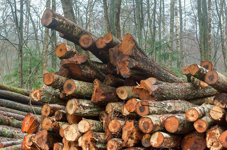 锯松树木材砍伐的成堆砍伐的树干原木砍伐树干原木砍伐树成堆户外高清图片素材
