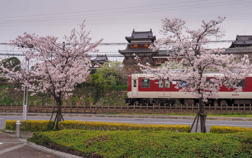旅行树木春天火车经过日本古老城堡在朝野的日本樱花开图片