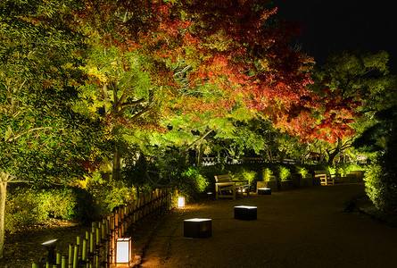 日本秋花园夜景配有日本福田花粉树照明的月花座位秋天美丽的图片