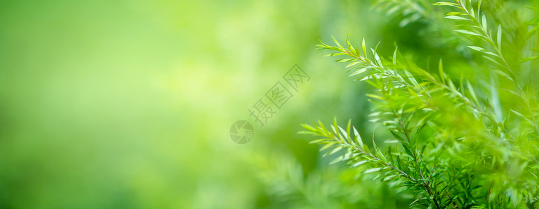 叶背景bokeh模糊绿色背景植物美丽环境图片