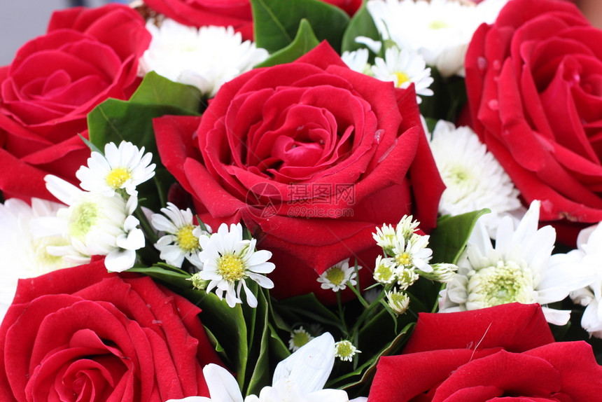 Roes红玫瑰花束用于情人节装饰颜色礼物图片