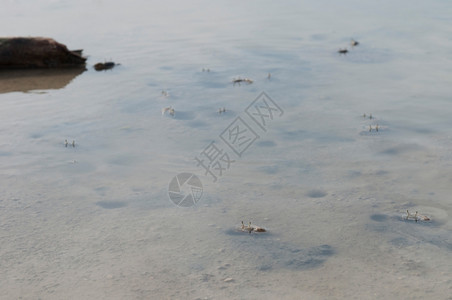 海甲壳类动物保护安提瓜湖底甲壳动物洞穴的一些垃圾动物群图片