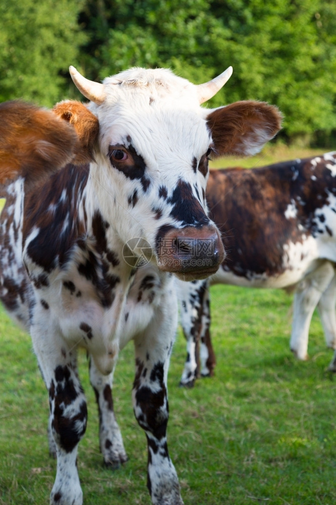 乳制品种Norman牛在法国绿草牧场放常设图片