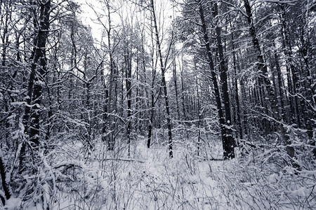 普达措森林公园风景优美冬季下雪覆盖的斯普鲁树雾森林公园有设计图片