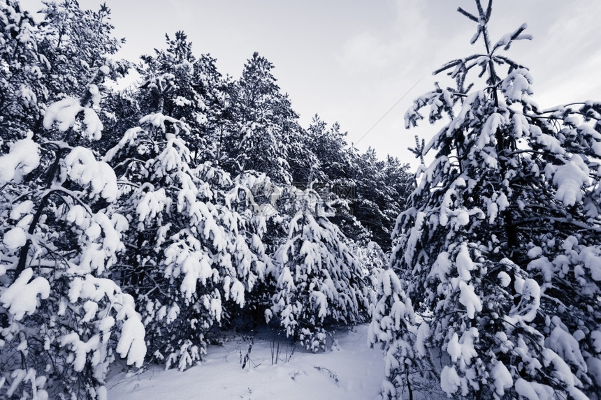 冰冬季风景下雪覆盖的斯普鲁树雾森林寒冬国民图片
