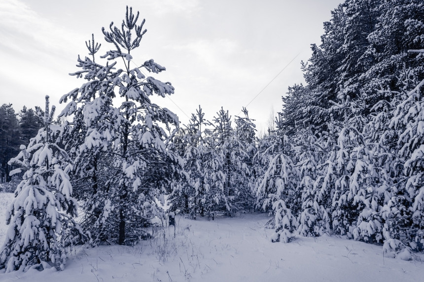 冬季风景下雪覆盖的斯普鲁树雾森林冷杉天空公园图片