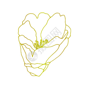 绽放形象的卡美莉娅花手绘画的插图线上工艺的花朵绘画开鲜设计原背景的详细朵元素雕刻背景图片