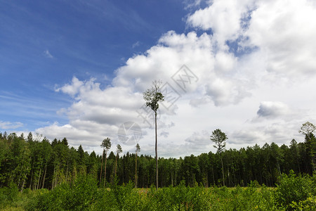 团体破坏部分领土用新的松树种植以恢复森林的风景并种植新的松树和林木用于采伐材收获管理高清图片素材