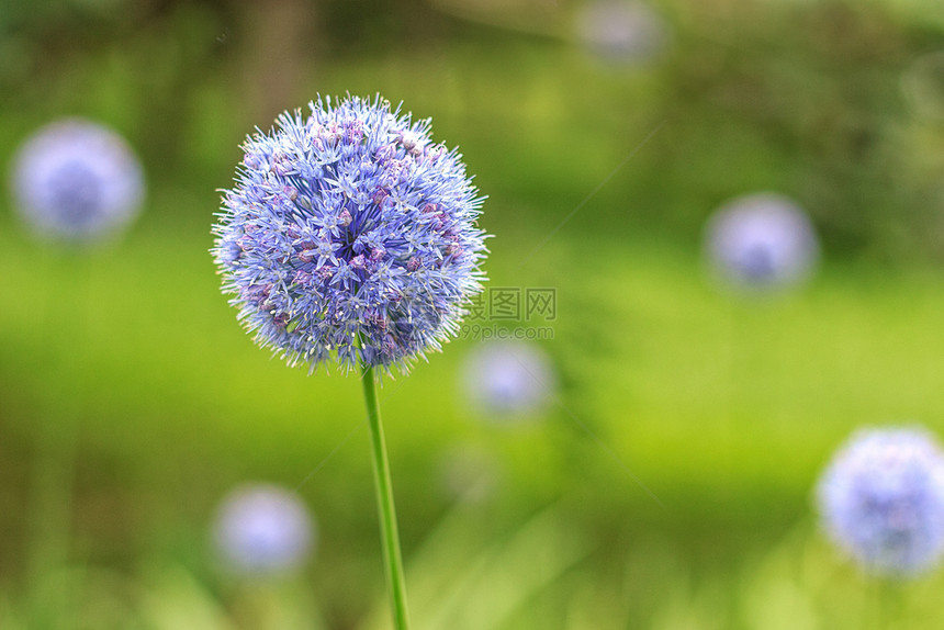 蓝色彩花朵夏季在城市公园盛放花朵装饰金球常年植物蓝色的盛开花图片