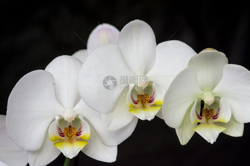 水花朵白色的黑背景白兰花图片