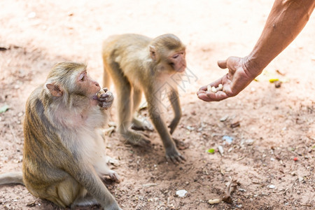 热带喂养猴子从人肉中提取食物手类乐趣荒野高清图片素材