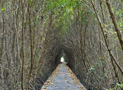 重新造林生活叶子穿过红树林的步行桥口图片