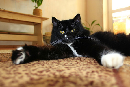 湘家荡漂亮的黑猫在地毯上晃荡朋友家国内的背景