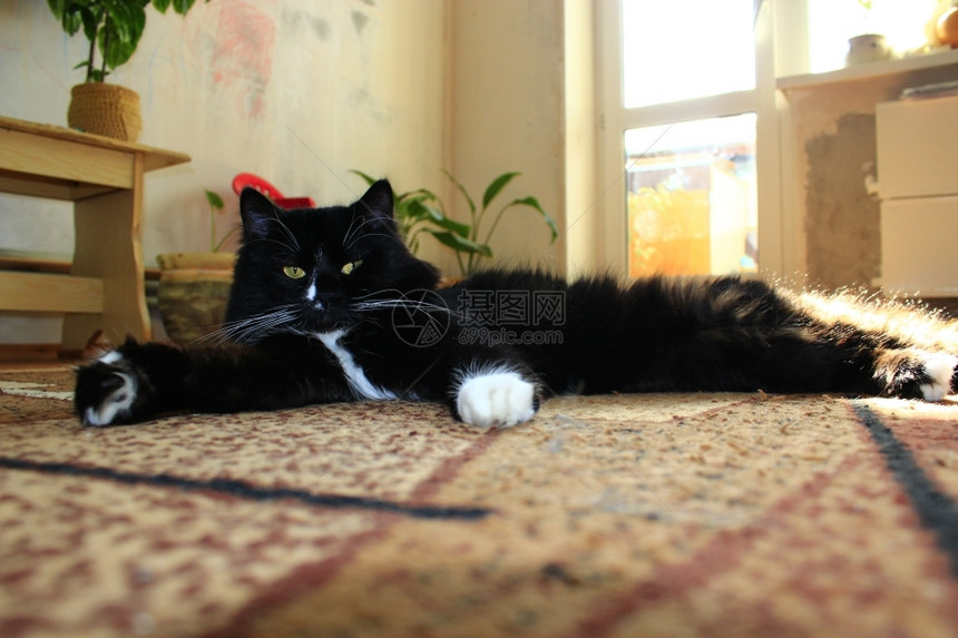 好的爪子捕食者漂亮的黑猫在地毯上晃荡图片