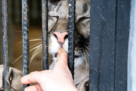 帕拉斯猫帕拉斯狮子在动物园里咬人的手指栅栏豹背景