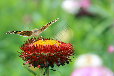 凡妮莎卡杜伊的蝴蝶在夏日花园盛开的朵上采集蜜硫磺粉昆虫图片
