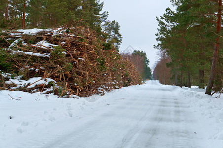 生的自然冬季砍伐森林树木和枝砍伐木和枝冬季砍伐森林伤害环境高清图片素材