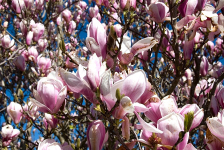 季节有香味的美丽春花中盛满马格努利亚灌木图片