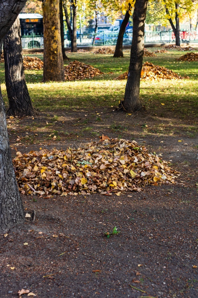 最好的季节秋天公园风景和棕叶丰富多彩的图片