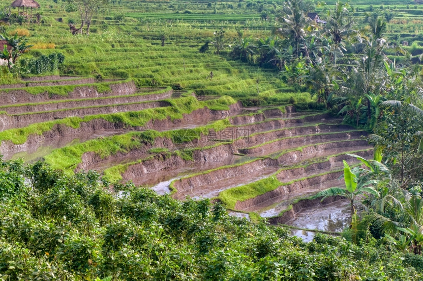 场地热带白饭印度尼西亚巴厘地区典型的梯田稻图片