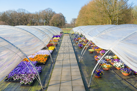 三色紫罗兰农业两座可塑的欧洲温室有直道和多姿彩的花边园艺背景图片