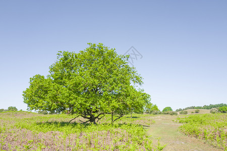自然栎属橡树有生菜分支机构图片