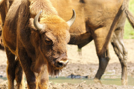 棕色的欧洲野牛关闭BisonGoodsus脸森林动物群高清图片素材