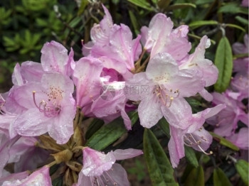 在雨后盛开的紫色罗多德登美丽的罗多树花朵芽粉色的生长图片