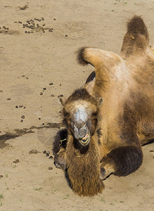 美丽的动物肖像骆驼紧地咀嚼预感吃毛皮图片