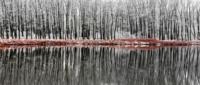 红色的捷克一个湖泊中反射到的雪覆盖低沉树位于捷克语落叶图片