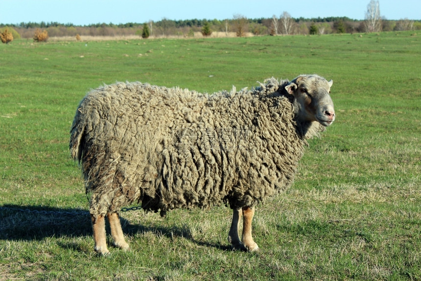 小牛在泉水的青草上牧羊绵在草绿上灰色牛图片