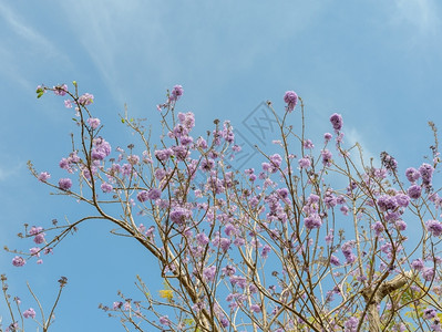 明亮的贾卡兰达树蓝天背景的紫花丛色丁香户外高清图片素材